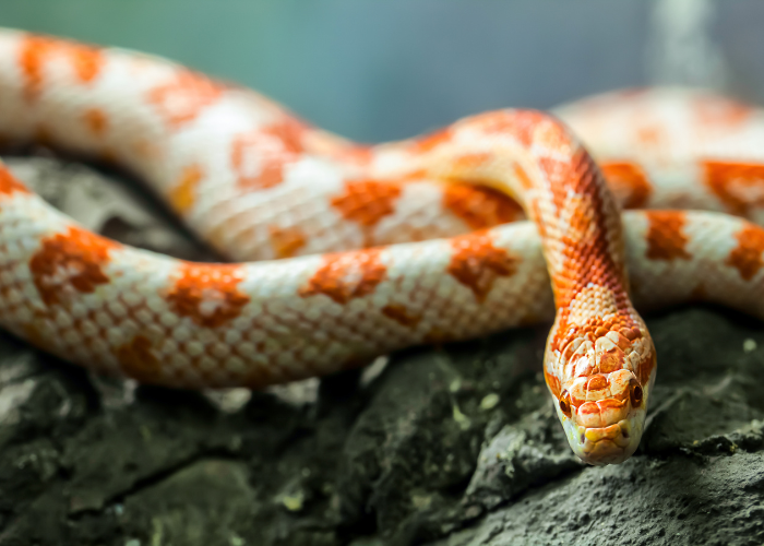 Odmiany węża zbożowego.