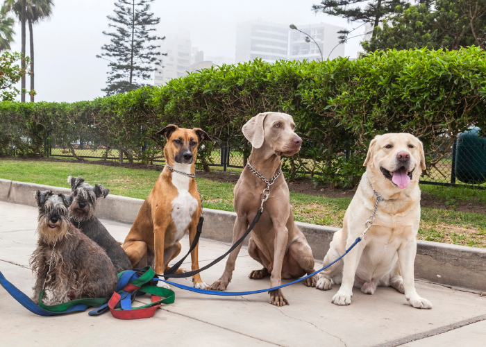 Najzdrowsze rasy psów.