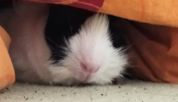 Śmierć świnki morskiej.