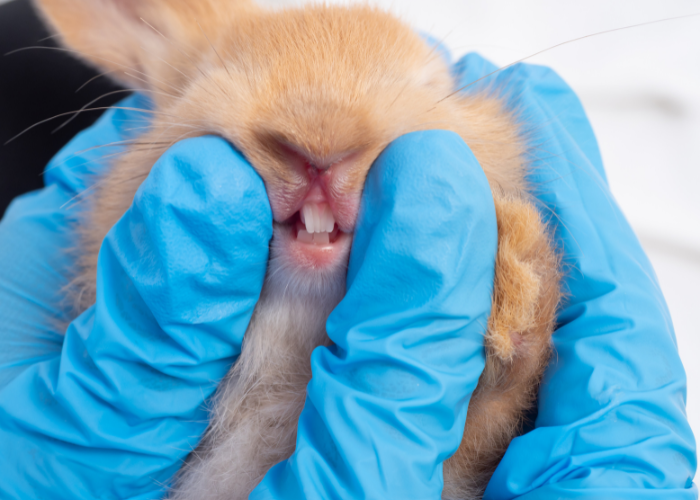 Problemy z zębami królika