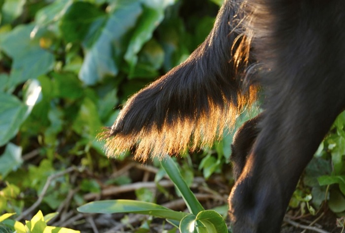 Koński ogon u psa.