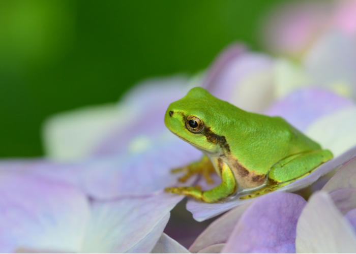 Rzekotka zielona na kwiatku.