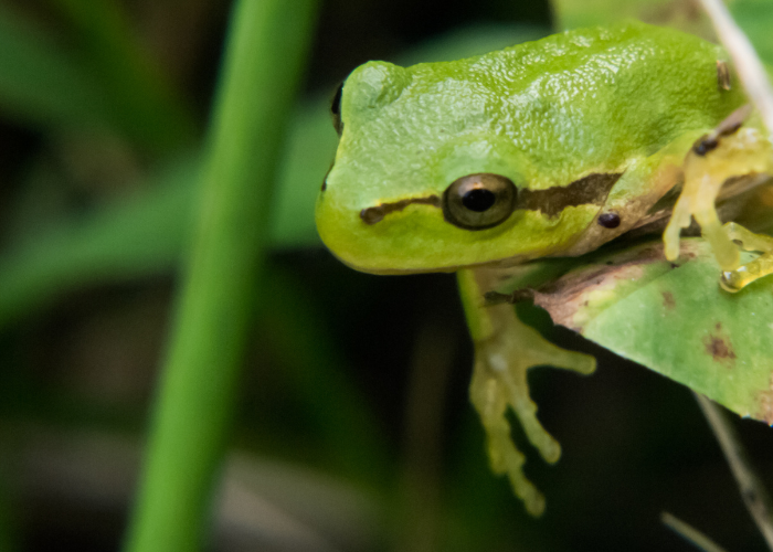 Rzekotka zielona w terrarium.