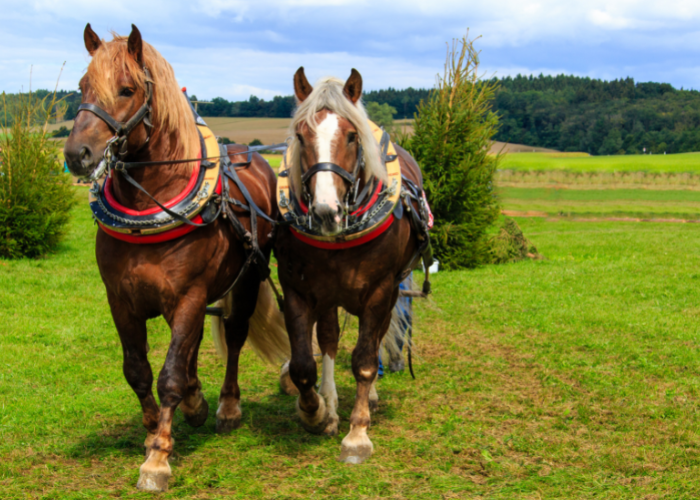 Konie zimnokrwiste w zaprzęgu.