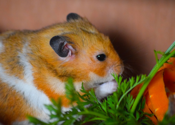 Chomik je pietruszkę.