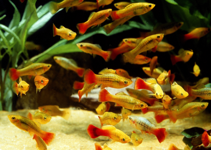 Zmienniaki plamiste.