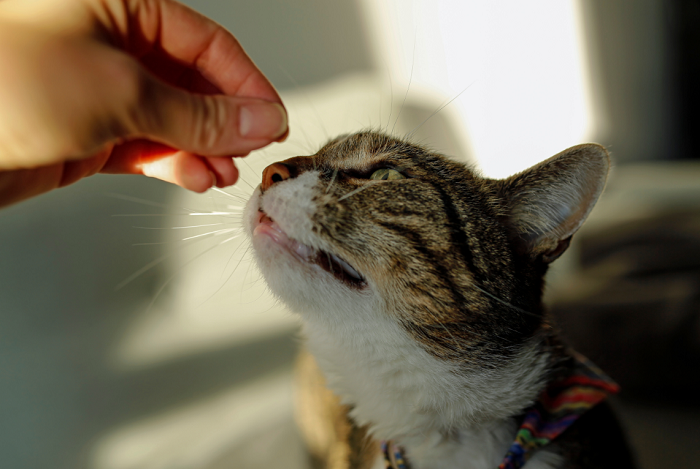 Kot wącha przysmak.