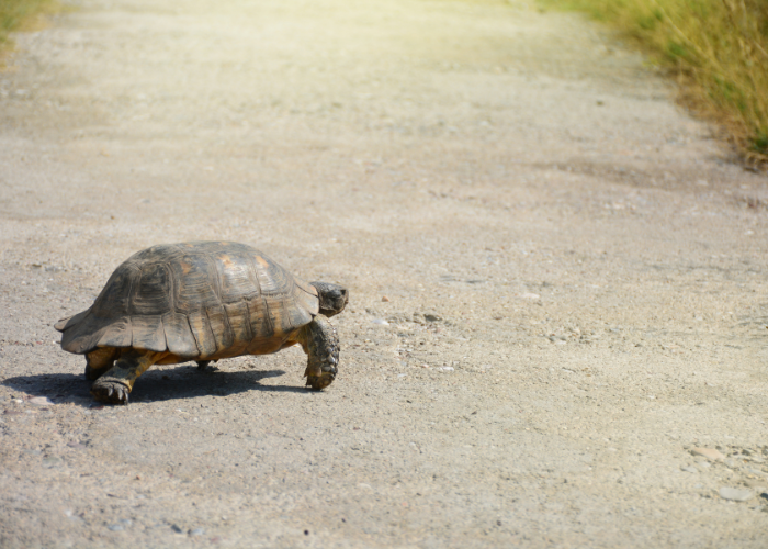 Żółw grecki w ogrodzie.