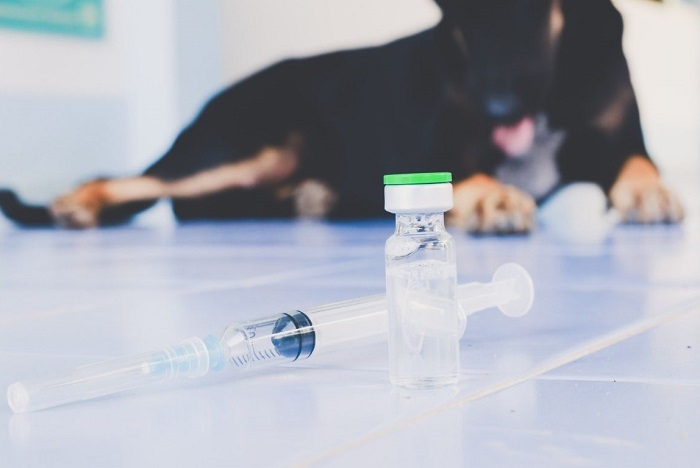 Czym można zarazić się od psa?