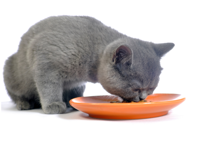 Kociak brytyjski je mokrą karmę.