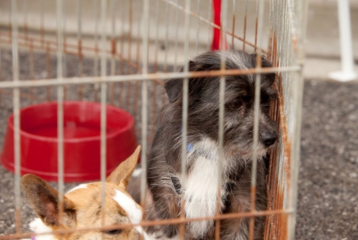 Psy w klatce schroniskowej.