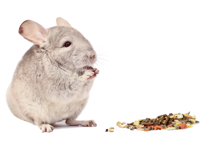 Szynszyla je karmę granulowaną.