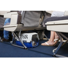 Pies w samolocie - o czym należy pamiętać?