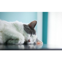 Jak odczytać skład karmy dla psa ?