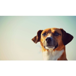 Wyjazd za granicę - cz.2 Szczepienia