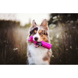 Psia pielęgnacja okiem Vuko - psiego blogera