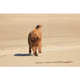 Airedale terrier – najważniejsze informacje o rasie