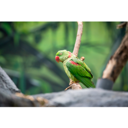 Aleksandretta obrożna - tęczowa i wyjątkowa papuga