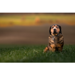 Alpejski gończy krótkonożny - encyklopedia ras psów