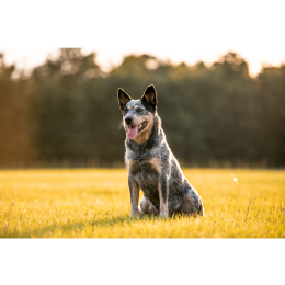 Australian cattle dog - encyklopedia ras psów