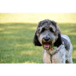 Bernedoodle – krzyżówka dwóch przyjaznych ras psów