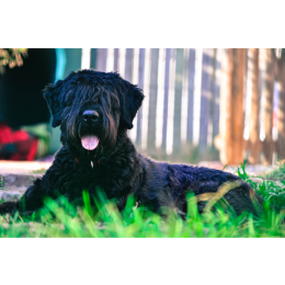 Bouvier des Flandres, czyli francusko-belgijski pies pasterski. Encyklopedia ras psów