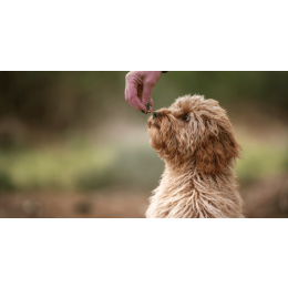 Cavoodle (Cavapoo) - najważniejsze informacje