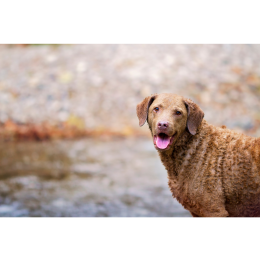 Chesapeake bay retriever - Encyklopedia ras psów