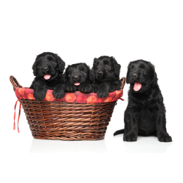 Czarny terier rosyjski - jaką ma opinię? Encyklopedia ras psów