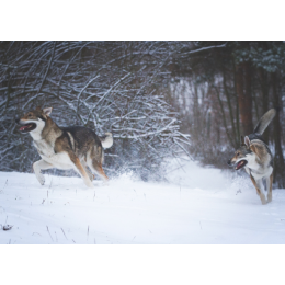 Wilczak czechosłowacki (Czechoslovakian Wolfdog) – Encyklopedia psów