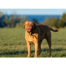 Dogue de Bordeaux - Encyklopedia ras psów