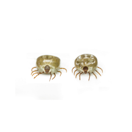 Erlichioza u psów - niebezpieczna choroba odkleszczowa