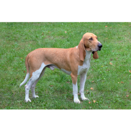 Gończy szwajcarski odmiany berneński, z Jury, lucerneński, ze Schwyz - encyklopedia ras psów