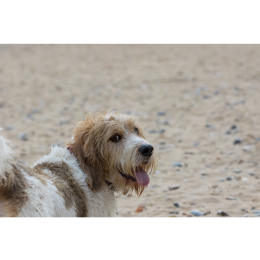 Grand basset griffon vendeen (duży basset gryfon wandejski) - encyklopedia ras psów