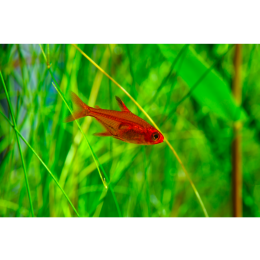 Bystrzyk amandy (Hyphessobrycon Amandae) - neonowy mieszkaniec akwarium