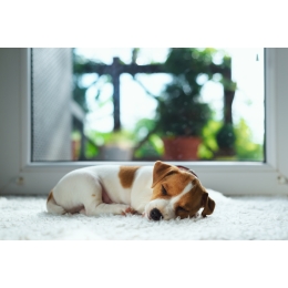 Koronawirus u psa – czy można zarazić się COVID-19 od zwierzęcia?