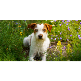 Kromfohrländer - encyklopedia ras psów