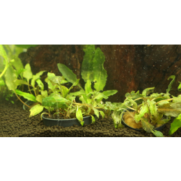 Kryptokoryna (zwartka) – najważniejsze informacje o uprawie tej rośliny