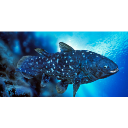 Latimeria - ryba, która zszokowała naukowców