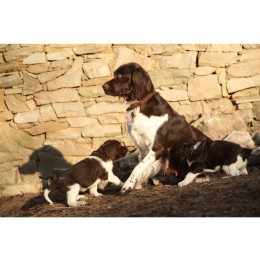 Mały münsterländer - cała prawda o rasie!