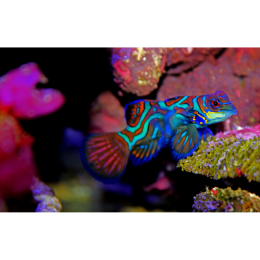 Mandaryn wspaniały (Synchiropus splendidus) - najważniejsze informacje o gatunku