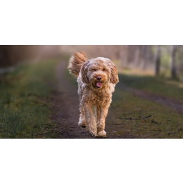 Pies otterhound – olbrzym o wielkim sercu. Encyklopedia ras psów