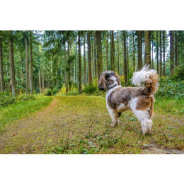 Petit basset griffon vendeen (mały basset gryfon wandejski) - encyklopedia ras psów