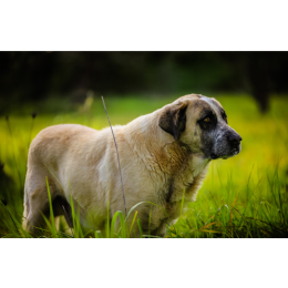 Portugalski pies stróżujący (Rafeiro do Alentejo) - encyklopedia ras psów