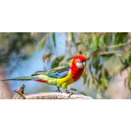 Rozella białolica - papuga z Australii