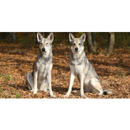 Saarlooswolfhond - najważniejsze informacje o rasie. Encyklopedia ras psów