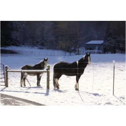 Shivering syndrome - choroba neurologiczna u koni
