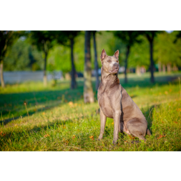 Thai ridgeback dog - encyklopedia ras psów