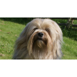 Lwi piesek (Lowchen) – Encyklopedia psów