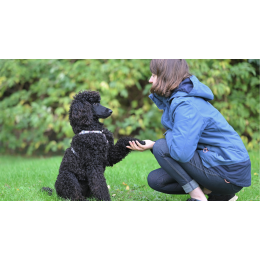 Szkolenie klikerem, czyli jak działa kliker dla psa i kota?